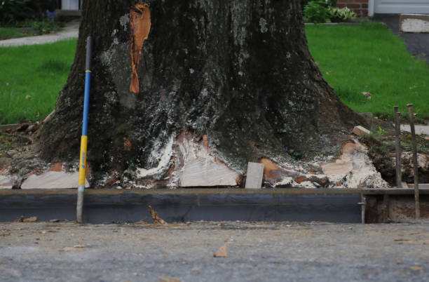 a tree with construction equipment leaning against it for clearing roots in the sewer